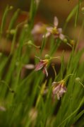 ͥSisyrinchium rosulatum