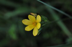 ͥSisyrinchium californicum