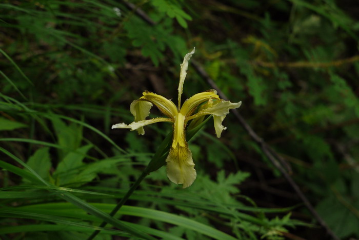 黄花鸢尾Iris wilsonii