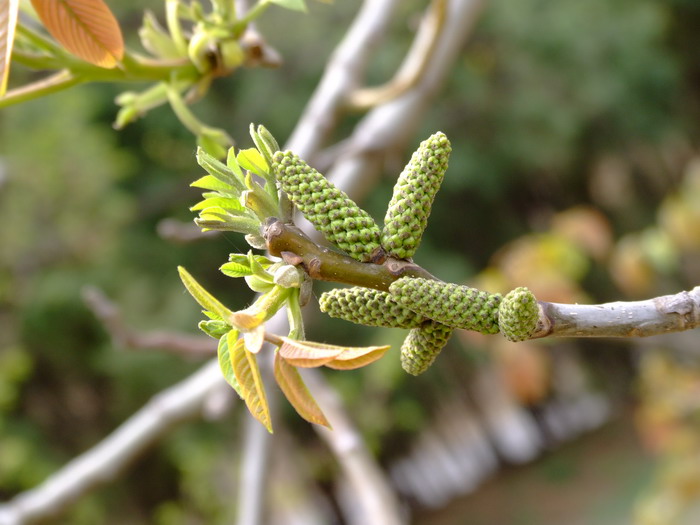 核桃Juglans regia