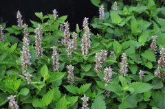 ޽Agastache rugosa