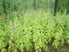 Ҷ޽Agastache rugosa  Golden jubilee