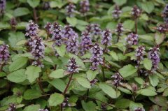 СAjuga decumbens