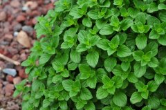 ·ֲCalamintha nepeta