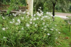 èClerodendranthus spicatus