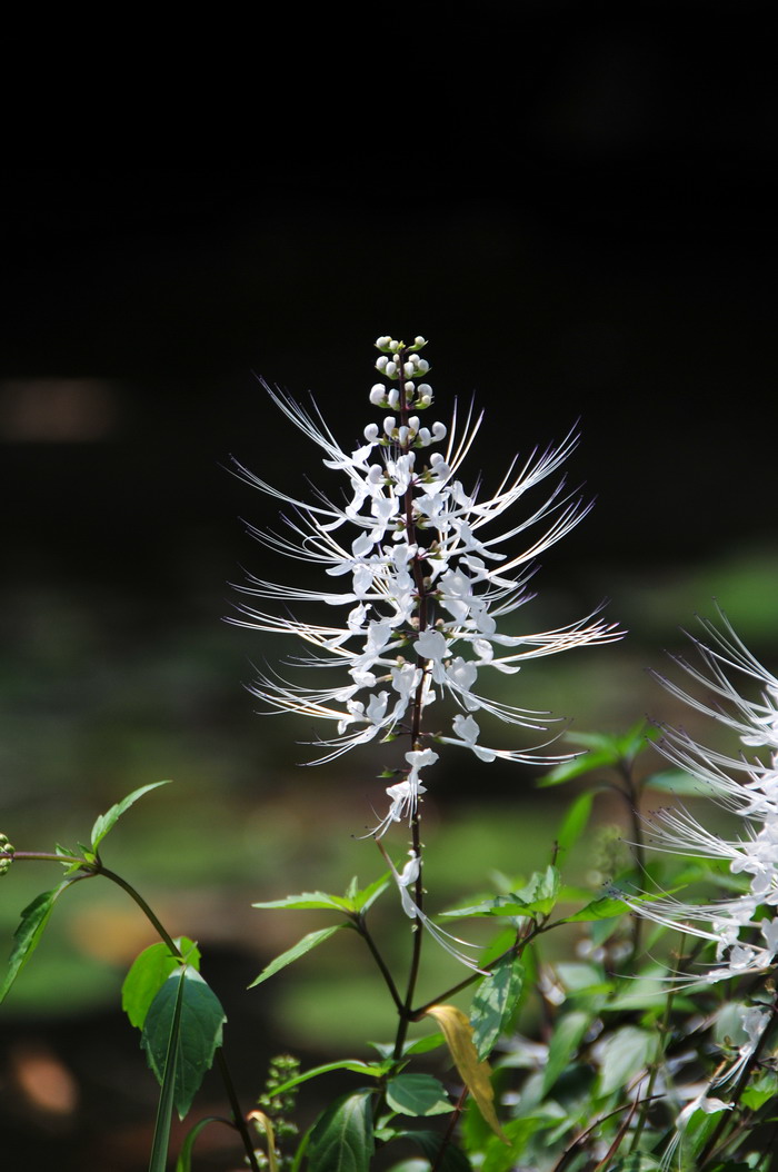 猫须草Clerodendranthus spicatus