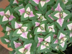 ҶColeus scutellarioides