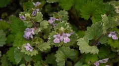 ǮGlechoma hederacea  Variegata