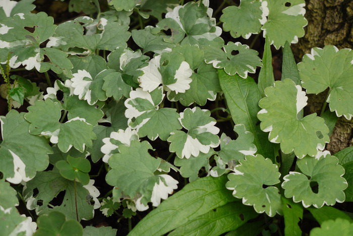 金钱薄荷Glechoma hederacea ‘ Variegata’