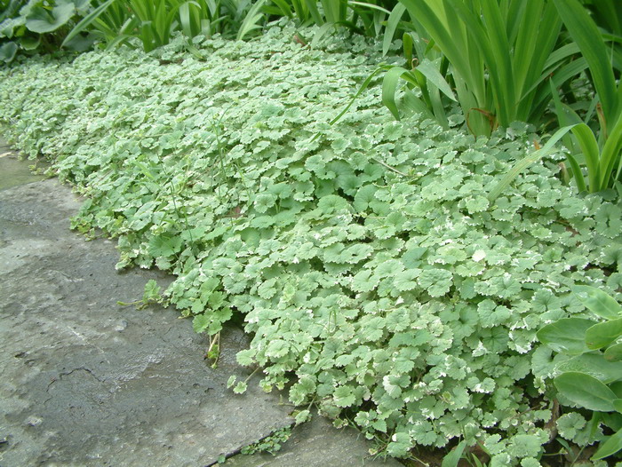 金钱薄荷Glechoma hederacea ‘ Variegata’