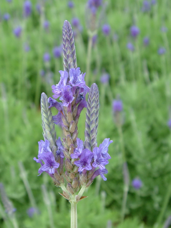 羽叶薰衣草Lavandula pinnata