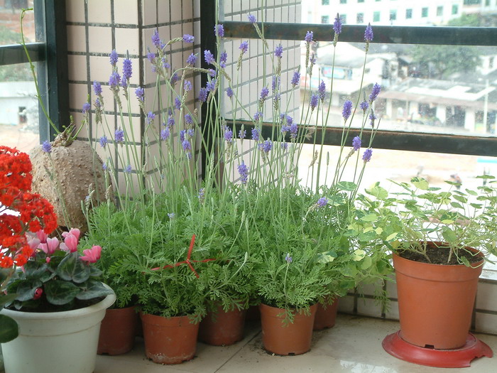 羽叶薰衣草Lavandula pinnata