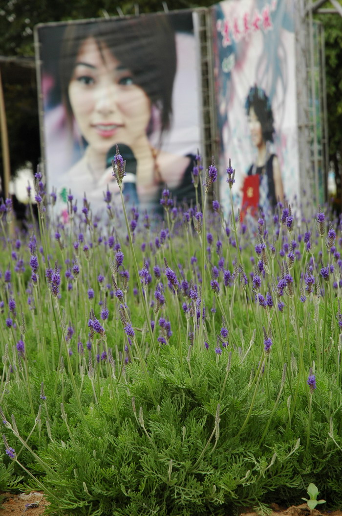 羽叶薰衣草Lavandula pinnata