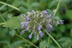 ŷMentha longifolia