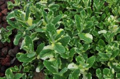 ҶԲҶMentha suaveolensVariegata