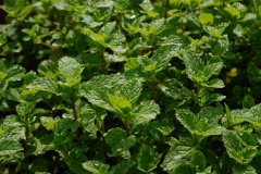 Mentha spicata