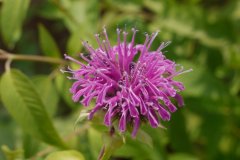 Monarda didyma