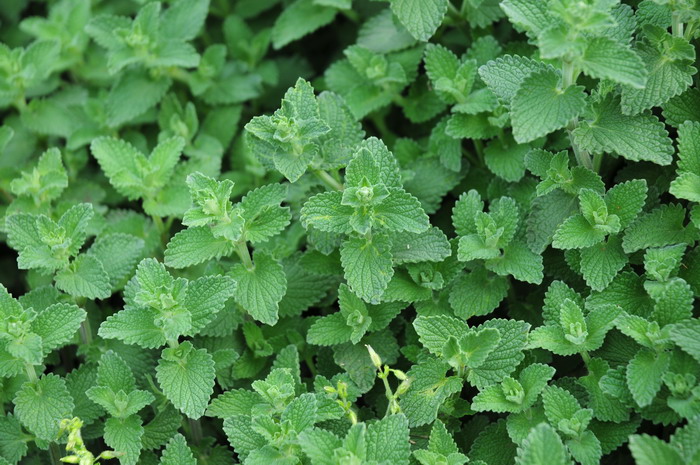 荆芥Nepeta cataria