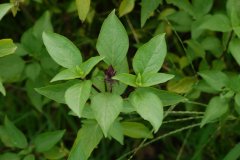 Ocimum basilicum 'Purple Ruffles'