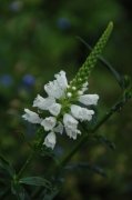 ׻ͷPhysostegia virginiana Alba