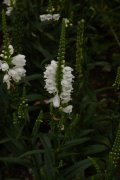 ѩڼͷPhysostegia virginiana Crown of Snow