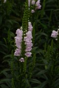 ˼ͷPhysostegia virginiana Red Beauty