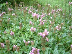 ĿݲPrunella grandiflora