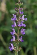 ɫβSalvia  sylvestris