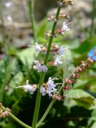 ѪSalvia cavaleriei var. simplicifolia