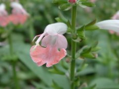 һ۴Salvia coccinea Coral Nymph