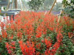 촽Salvia coccinea