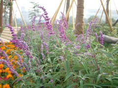 īβSalvia leucantha