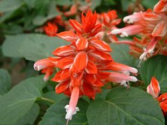 һSalvia splendens