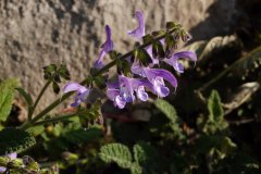 βSalvia yunnanensis