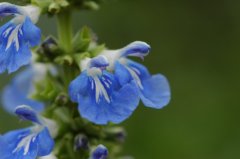 βSalvia uliginosa