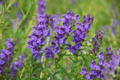 Scutellaria baicalensis