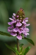 ˮStachys japonica