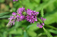 ҩˮStachys macrantha