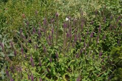 ƿơβTeucrium hircanicum Purple Tails