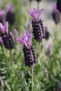 法国薰衣草Lavandula stoechas