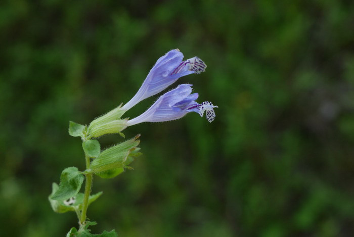 荨麻叶龙头草Meehania urticifolia