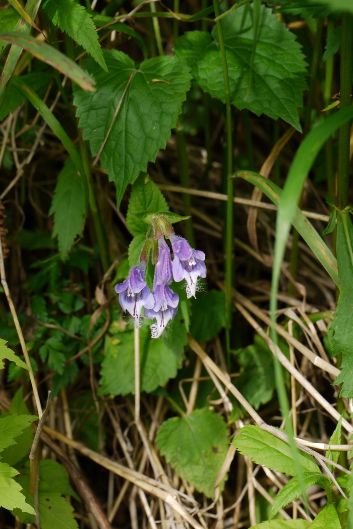 荨麻叶龙头草Meehania urticifolia