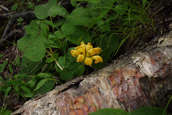 大花糙苏Phlomis megalantha