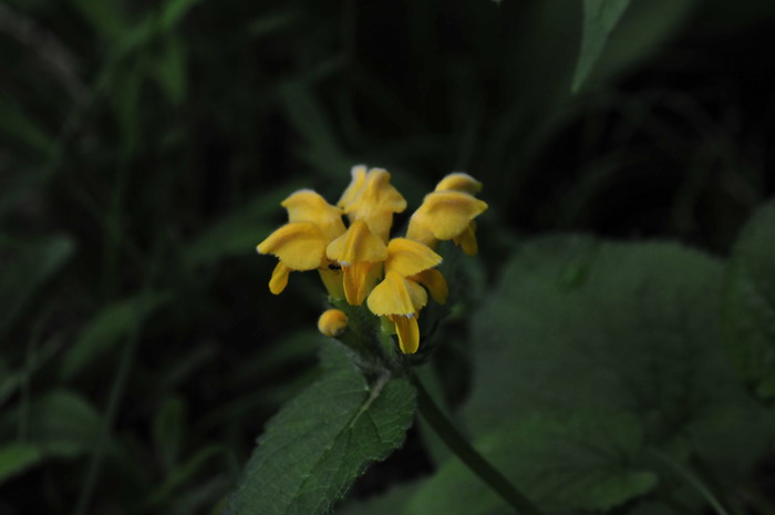 大花糙苏Phlomis megalantha