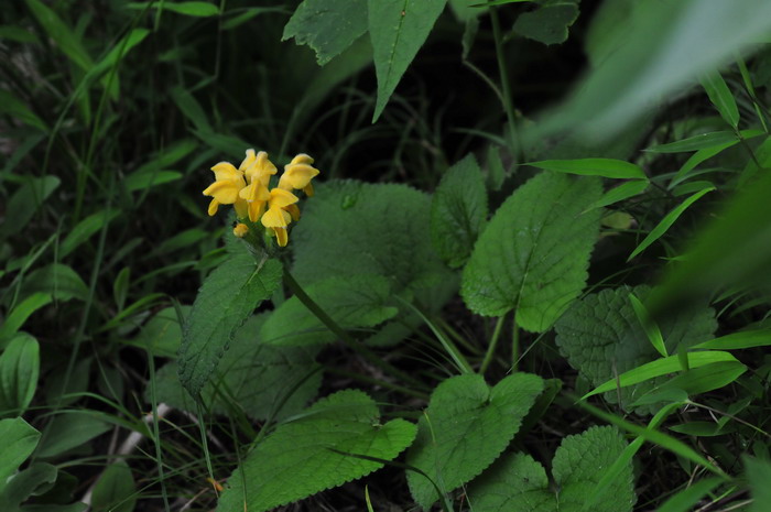 大花糙苏Phlomis megalantha