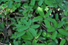 木通Akebia quinata