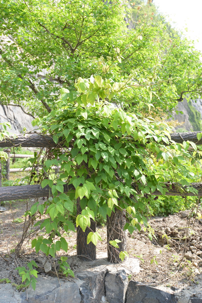 三叶木通Akebia trifoliata