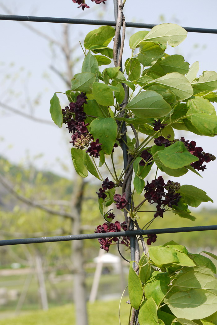 三叶木通Akebia trifoliata