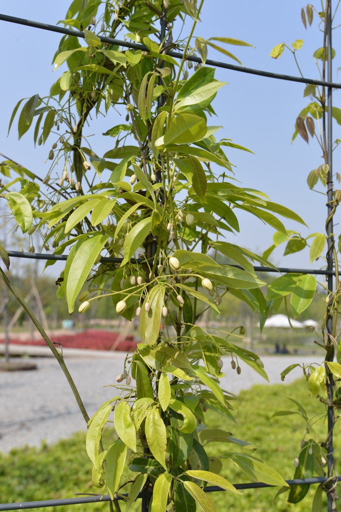 大花牛姆瓜Holboellia grandiflora