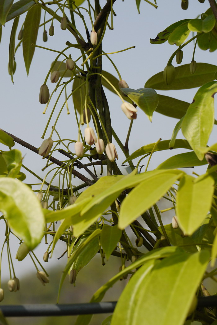 大花牛姆瓜Holboellia grandiflora